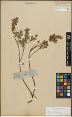 Foto von Salix repens subsp. incubacea (L.) A. Neumann